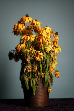 Bouquet of dying wilted yellow daisy flowers in a studio setup.