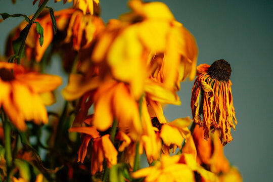 Bouquet of dying wilted yellow daisy flowers in a studio setup.