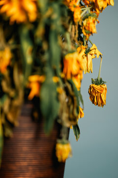 Bouquet of dying wilted yellow daisy flowers in a studio setup.