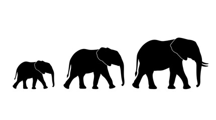 Elephant family walking in a row black silhouette © Selim Studio