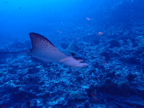 potted Eagle Ray Aetobatus ocellatus Swimming Above Tropical Reef