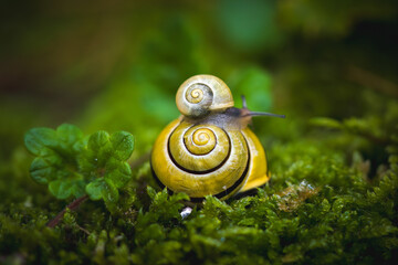 two snails, a little snail perched on a big snail on the moosy ground © DoreenB. Photography