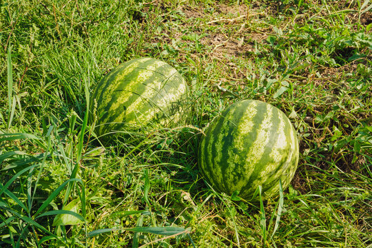 Two fresh green watermelons growing in an organic agricultural field.
