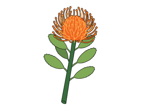 Pincushion protea exotic tropical flower with vibrant orange petals and thick green stem on a plain white background.