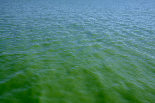 Green-blue lake water with small green algae floating on the surface, close up. Small green algae floating on the surface of Palić Lake, Serbia