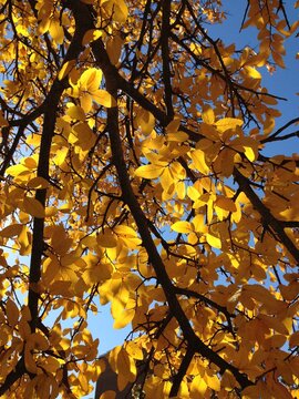 autumn tree closeup with yellow leaves, blue sky and  backlighting from the sun - possibly and elm tree