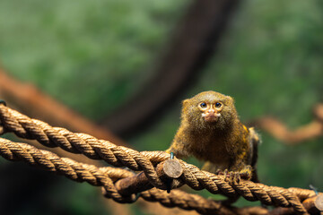 Cebuella pygmaea, pygmy marmoset smallest monkey © Tomasz