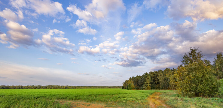 Vast green field stretches under soft, scattered clouds