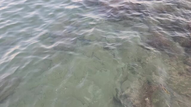 Juvenile cuttlefish flock gathering on the rocky Mediterranean coastline in evening in September