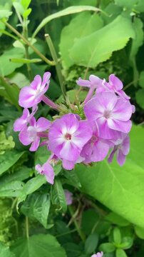 Phlox paniculata plant pink blooming vertical view