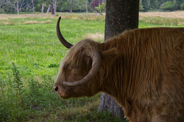 Close up profile portrait of a Highland cow (Bos taurus) head showing long ginger hair and large horns. Detailed side view of a bovine in rural countryside. © TomKorcak