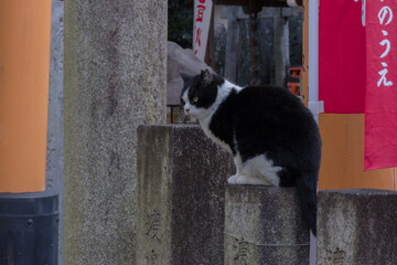 Black and white street cat in Kyoto © 空良人 荒井