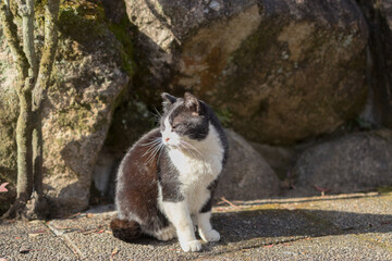 Black and white street cat in Kyoto © 空良人 荒井