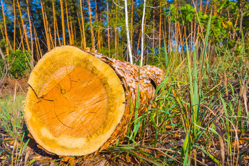 forest glade with closeup tree trunk in the grass © Yuriy Kulik