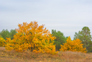 red autumn oak forest grove under a blue cloudy sky © Yuriy Kulik