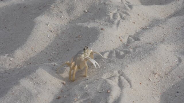Close-up video footage of a wild ghost crab walking across white sand on a beach and stopping, coastal wildlife and nature concept.
