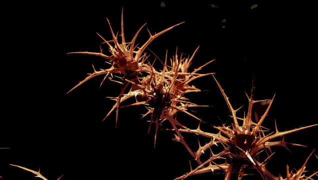 Cardo seco, del g&eacute;nero Cirsium o Onopordum, foto tomada con una c&aacute;mara sin filtro UV y con un filtro cuarteado de photoshop.