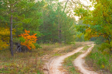 ground road among the autumn forest, peaceful outdoor seasonal scene © Yuriy Kulik