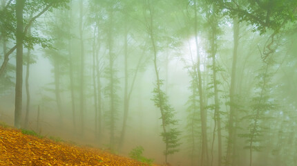 tropical forest on the mount slope in dense mist © Yuriy Kulik