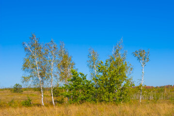 red autumn forest grove under a blue  sky © Yuriy Kulik