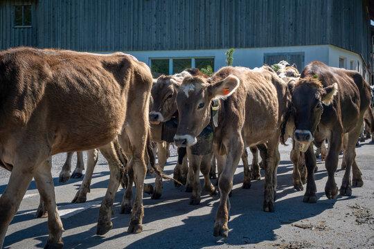 to drive the cattle drown from the mountain pastures in Bregenzerwald in Austria