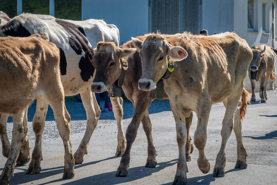 to drive the cattle drown from the mountain pastures in Bregenzerwald in Austria