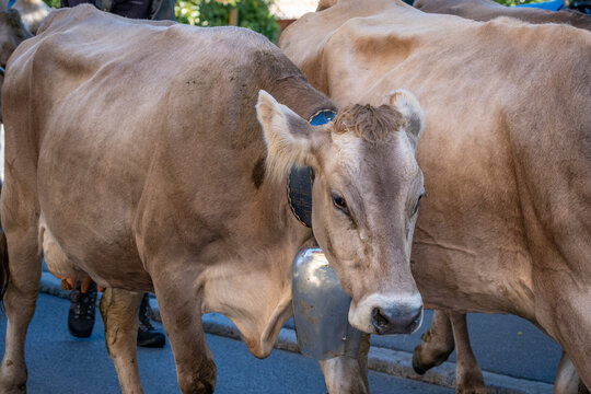 to drive the cattle drown from the mountain pastures in Bregenzerwald in Austria