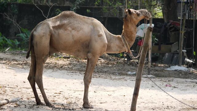domestic camel 
