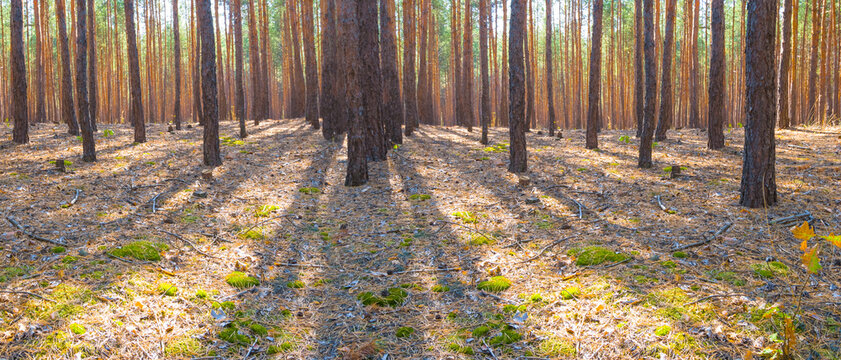 wide pine tree forest glade in light of sun