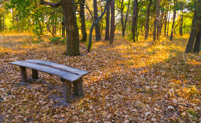 small wooden bench on the forest glade among dry leaves © Yuriy Kulik