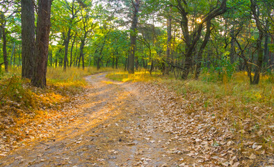 ground road among the autumn forest, peaceful outdoor seasonal scene © Yuriy Kulik