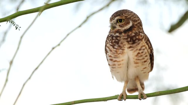 A burrowing owl sitting on a tree branch and scratching it's face.
