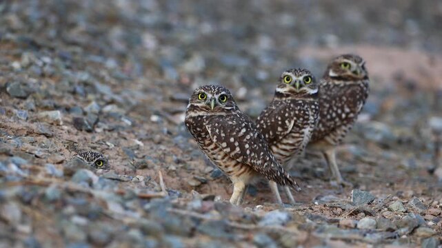 Three burrowing owls standing guard outside the den, while a fourth owl pokes it's head out.