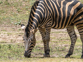Fototapeta premium Zebra Grazing Outdoors in a Green Grassy Landscape