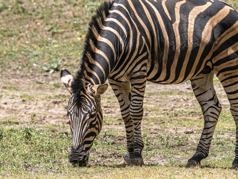 Zebra Grazing Outdoors in a Green Grassy Landscape