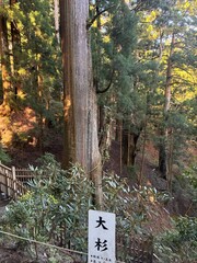 玉置神社 大杉 © ã® ã