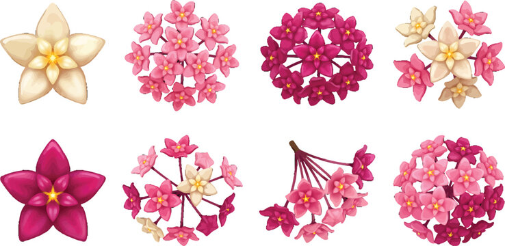 Hoya flower clusters and individual star shaped petals vector illustration set for decorative design patterns