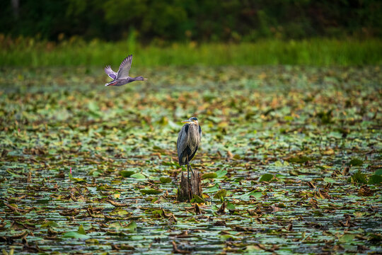 Great Blue Heron with Merganser Duck in Flight over Pond