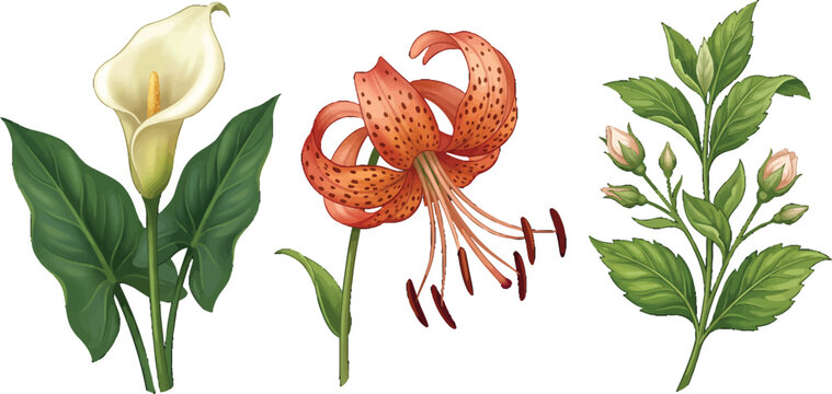 Set of three botanical illustrations including calla lily tiger lily and rose buds on white background
