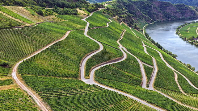 Steile Weinberge an der Moselschleife. Serpentinenwege schl&auml;ngeln sich durch die gr&uuml;nen Rebenh&auml;nge bei Piesport, im Hintergrund flie&szlig;t die malerische Mosel.