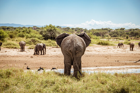 Ein entz&uuml;ckender Elefant von hinten in Tansania
