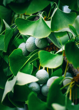 Ginkgo biloba tree with leaves, plant used in Chinese medicine. Ginkgo tree green leaves, medicinal plant decorative. Leaves of a Ginkgobiloba tree in a garden of pharmaceutical herbs