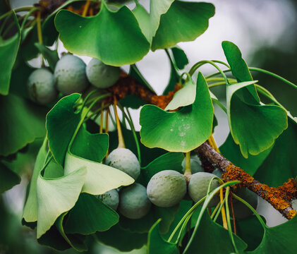Ginkgo biloba tree with leaves, plant used in Chinese medicine. Ginkgo tree green leaves, medicinal plant decorative. Leaves of a Ginkgobiloba tree in a garden of pharmaceutical herbs