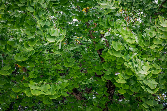 Ginkgo biloba tree with leaves, plant used in Chinese medicine. Ginkgo tree green leaves, medicinal plant decorative. Leaves of a Ginkgobiloba tree in a garden of pharmaceutical herbs