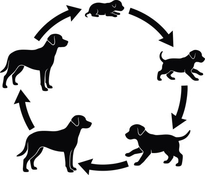 Black silhouette illustration showing the life cycle stages of a dog from puppy to adult