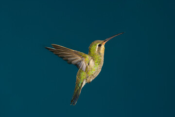 Fototapeta premium Female Broad-billed Hummingbird in flight