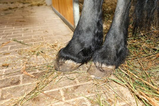 Legs and hooves of a black Friesian horse on straw bedding: close-up in a stall.