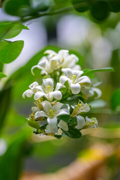Fresh blooming white orange jessamine flower cluster in peaceful green garden showing natural purity, serenity, and soft bright blossom