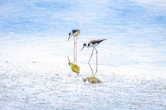 Black-necked stilts forage in shallow Great Salt Lake waters
