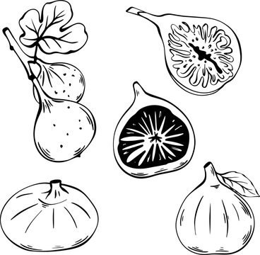 Line art fig fruit set with whole and sliced figs sketch outline for coloring books, minimalist packaging, and organic product branding, vector illustration